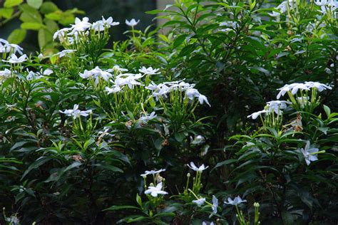 珍珠馬茶花花語